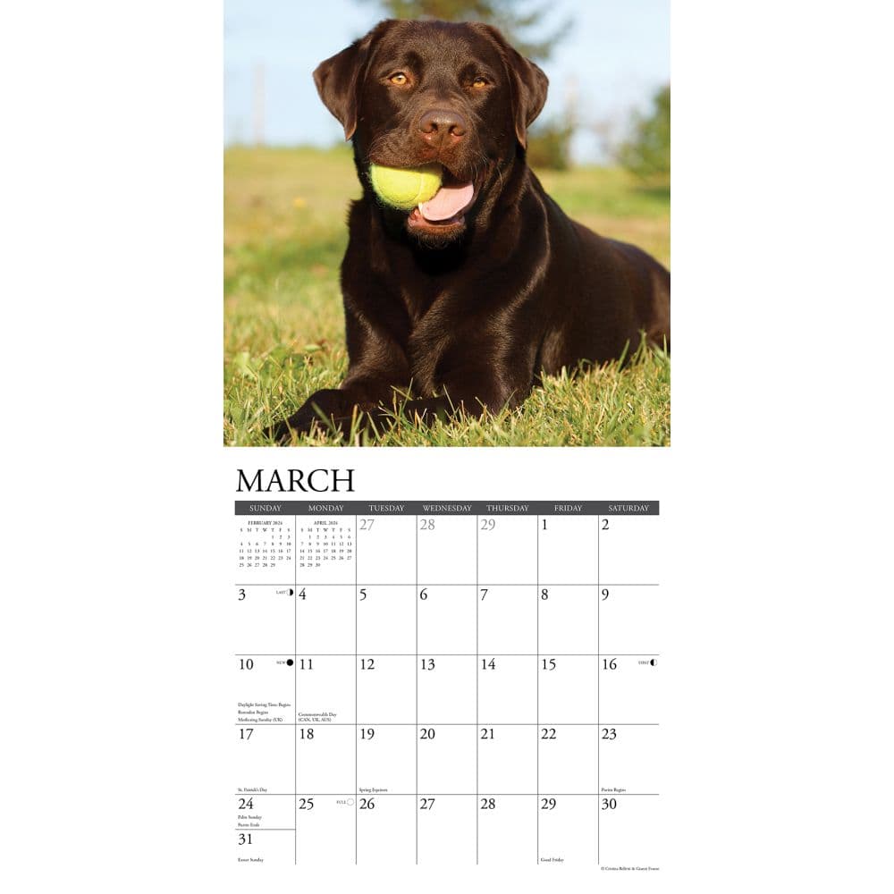 Just Lab Chocolate 2024 Wall Calendar Interior Image width=&quot;1000&quot; height=&quot;1000&quot;