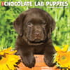 image Just Lab Chocolate Puppies 2024 Wall Calendar Main Image width=&quot;1000&quot; height=&quot;1000&quot;