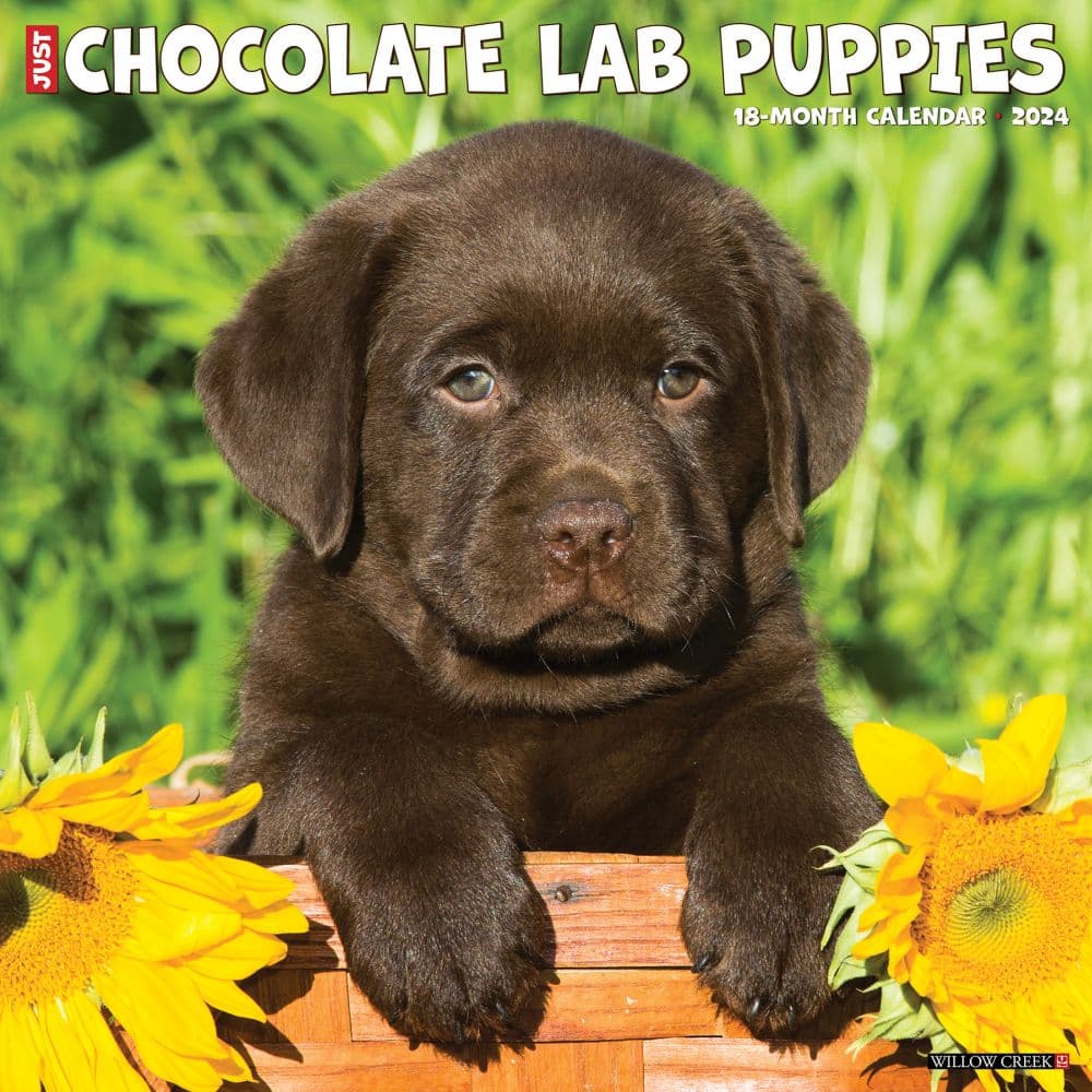 Just Lab Chocolate Puppies 2024 Wall Calendar Main Image width=&quot;1000&quot; height=&quot;1000&quot;
