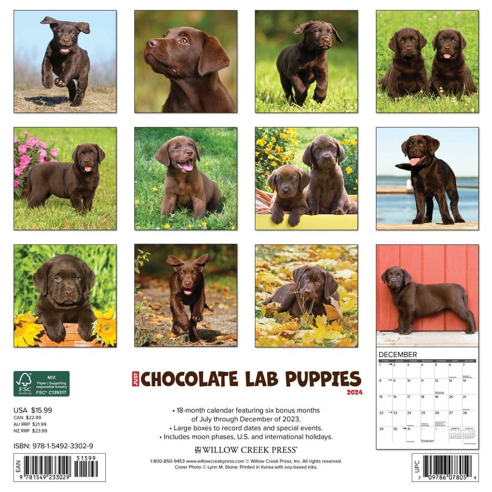 Just Lab Chocolate Puppies 2024 Wall Calendar Back of Calendar width=&quot;1000&quot; height=&quot;1000&quot;