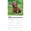 image Just Lab Chocolate Puppies 2024 Wall Calendar Interior Image width=&quot;1000&quot; height=&quot;1000&quot;