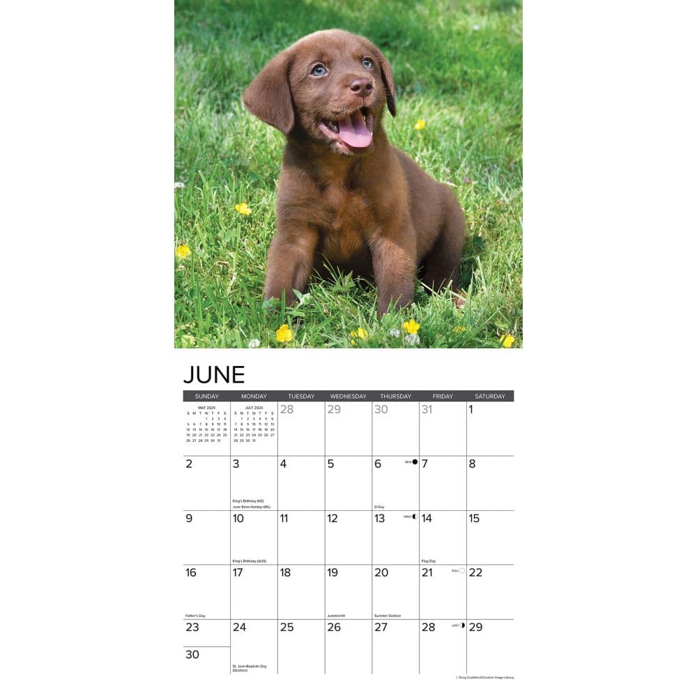 Just Lab Chocolate Puppies 2024 Wall Calendar Interior Image width=&quot;1000&quot; height=&quot;1000&quot;