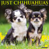 image Just Chihuahuas 2024 Wall Calendar Main Image width=&quot;1000&quot; height=&quot;1000&quot;