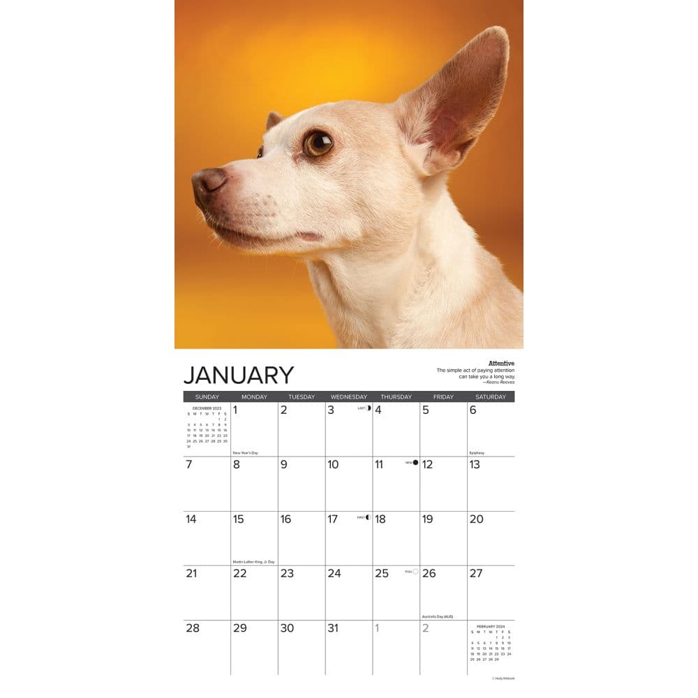 Chihuahua Rules 2024 Wall Calendar Interior Image width=&quot;1000&quot; height=&quot;1000&quot;