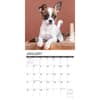 image Chihuahua Puppies Just 2024 Wall Calendar Interior Image width=&quot;1000&quot; height=&quot;1000&quot;