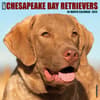 image Just Chesapeake Bay Retrievers 2024 Wall Calendar Main Image width=&quot;1000&quot; height=&quot;1000&quot;