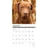 image Just Chesapeake Bay Retrievers 2024 Wall Calendar Interior Image width=&quot;1000&quot; height=&quot;1000&quot;