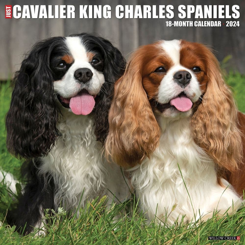 Just Cavalier King Charles 2024 Wall Calendar Main Image width=&quot;1000&quot; height=&quot;1000&quot;