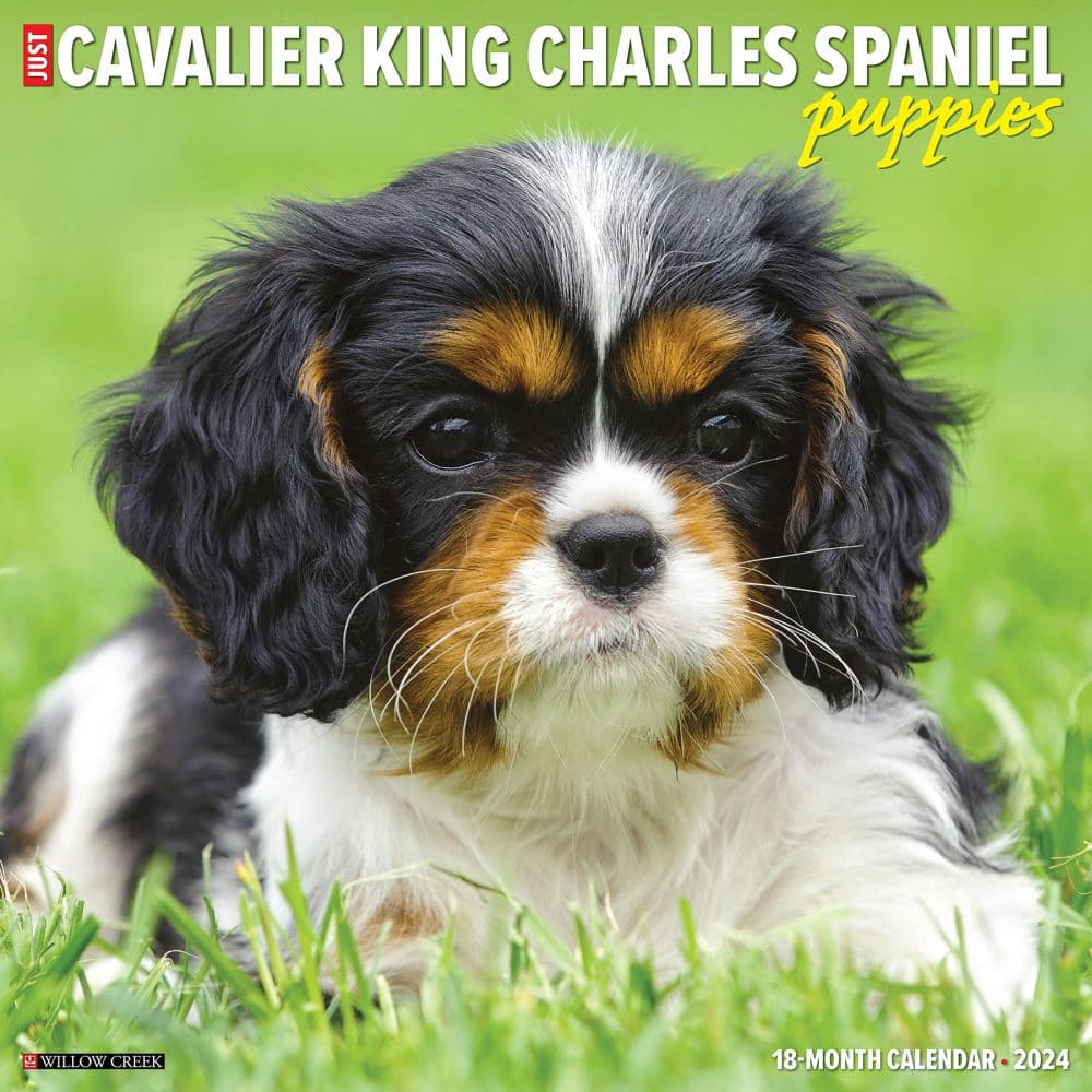 Just Cavalier King Charles Puppies 2024 Wall Calendar Main Image width=&quot;1000&quot; height=&quot;1000&quot;