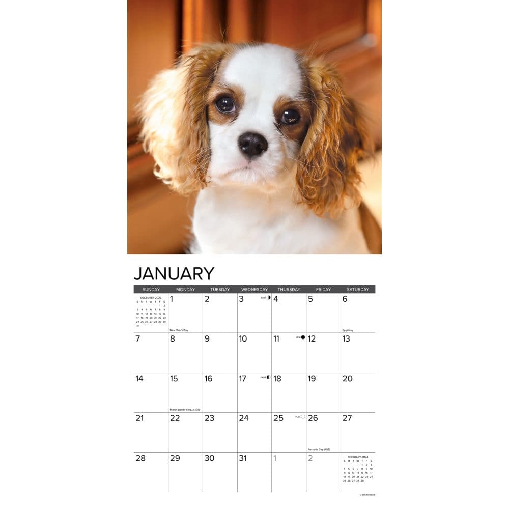 Just Cavalier King Charles Puppies 2024 Wall Calendar