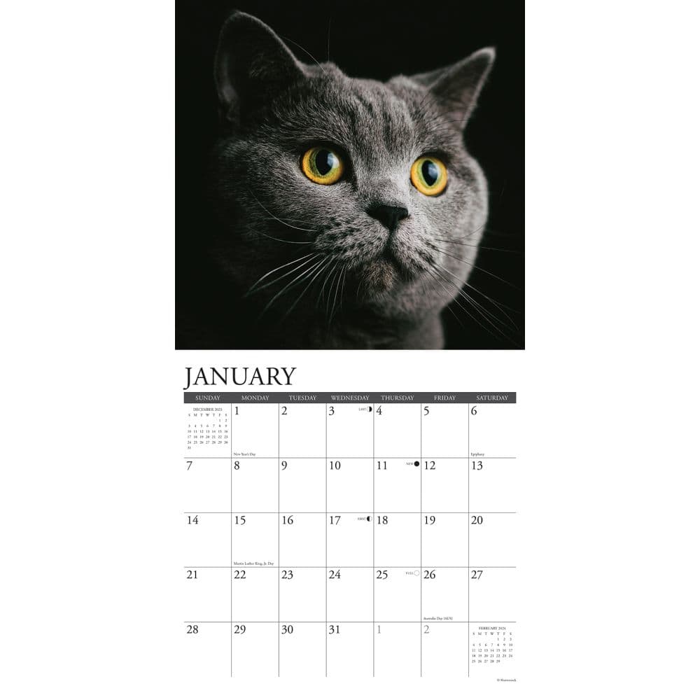Just Cats 2024 Wall Calendar Interior Image width=&quot;1000&quot; height=&quot;1000&quot;
