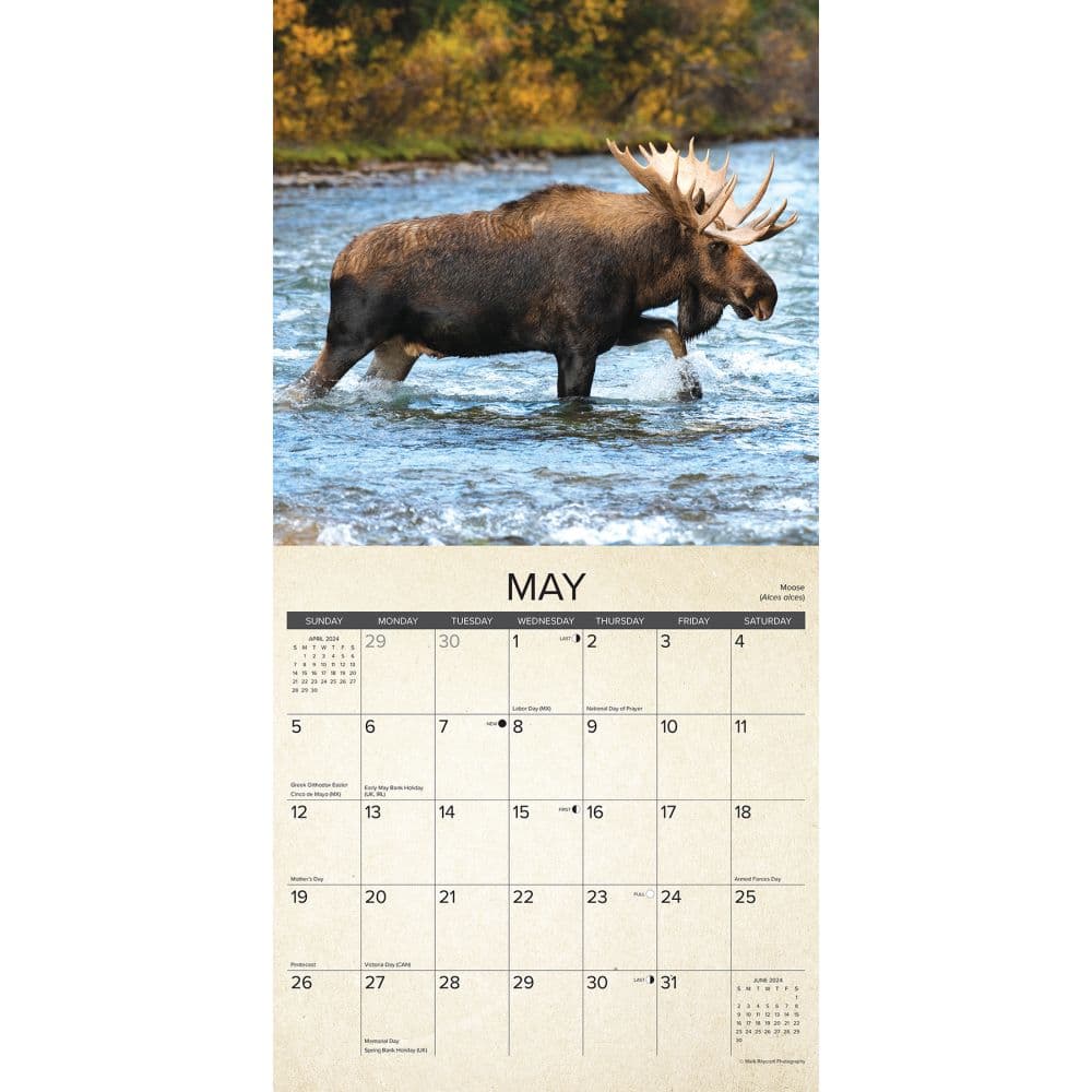 Canadian Fish and Wild Game 2024 Wall Calendar Interior Image width=&quot;1000&quot; height=&quot;1000&quot;