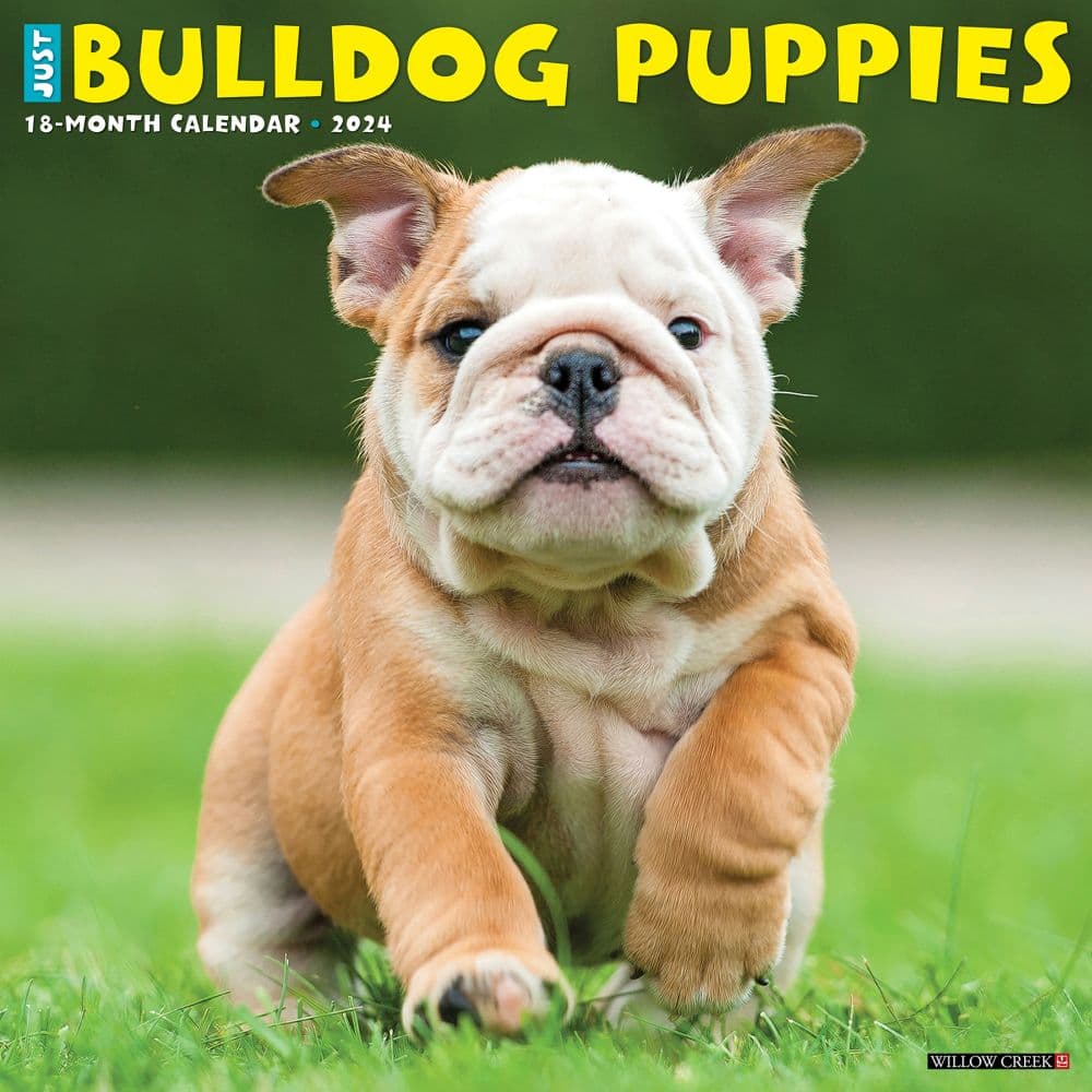 Just Bulldog Puppies 2024 Wall Calendar Main Image width=&quot;1000&quot; height=&quot;1000&quot;