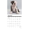 image Just Bulldog Puppies 2024 Wall Calendar Interior Image width=&quot;1000&quot; height=&quot;1000&quot;