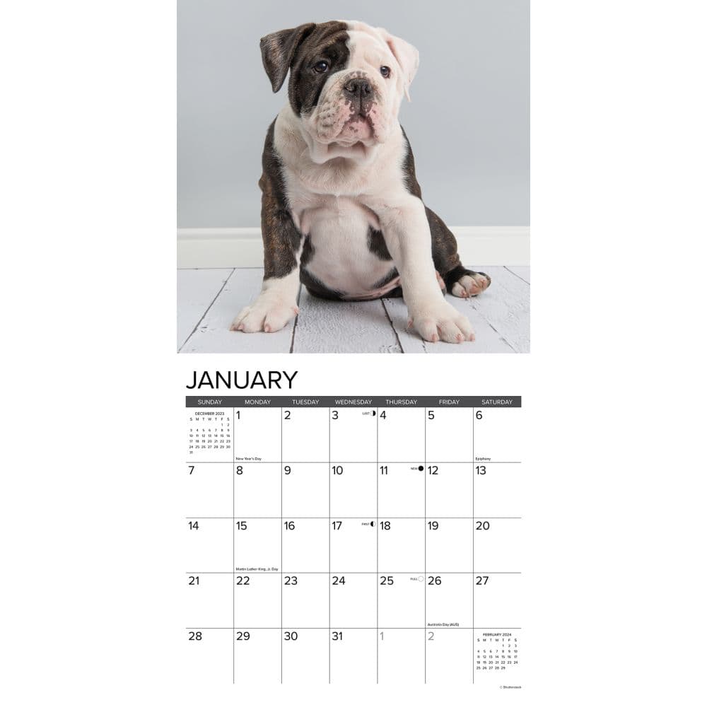 Just Bulldog Puppies 2024 Wall Calendar Interior Image width=&quot;1000&quot; height=&quot;1000&quot;