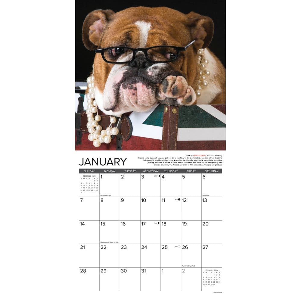 Just Bulldog Bad Boys 2024 Wall Calendar Interior Image width=&quot;1000&quot; height=&quot;1000&quot;