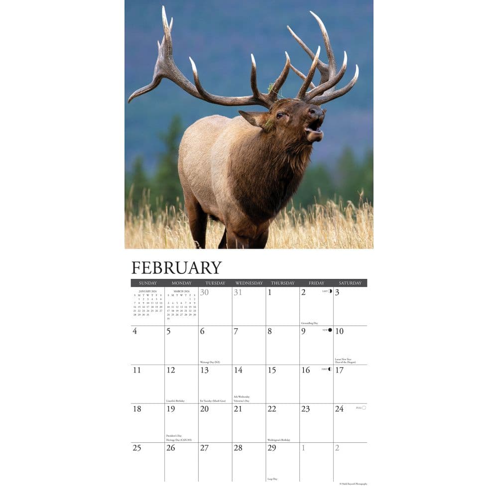 Elk Bull 2024 Wall Calendar Interior Image width=&quot;1000&quot; height=&quot;1000&quot;