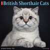 image British Shorthair Cats 2024 Wall Calendar Main Image width=&quot;1000&quot; height=&quot;1000&quot;