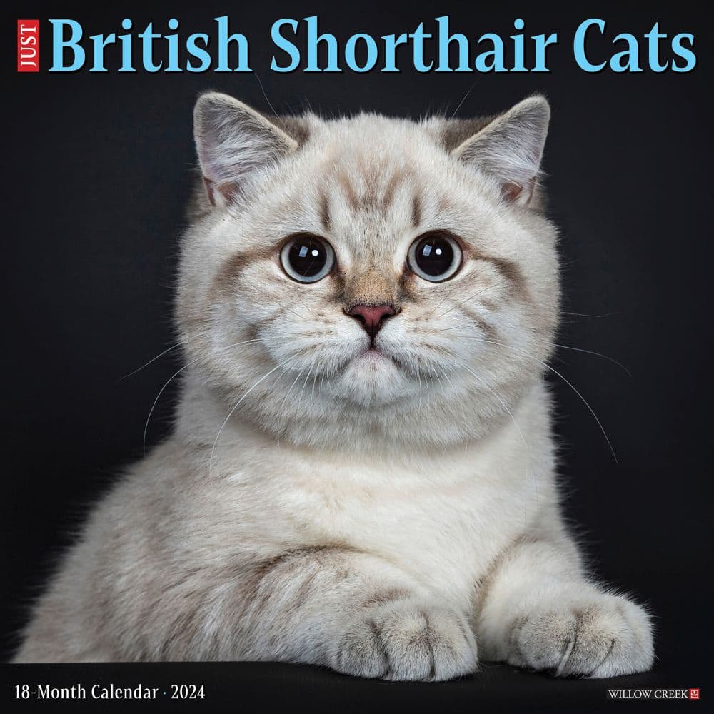 British Shorthair Cats 2024 Wall Calendar Main Image width=&quot;1000&quot; height=&quot;1000&quot;