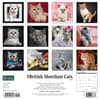 image British Shorthair Cats 2024 Wall Calendar Back of Calendar width=&quot;1000&quot; height=&quot;1000&quot;