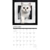 image British Shorthair Cats 2024 Wall Calendar Interior Image width=&quot;1000&quot; height=&quot;1000&quot;