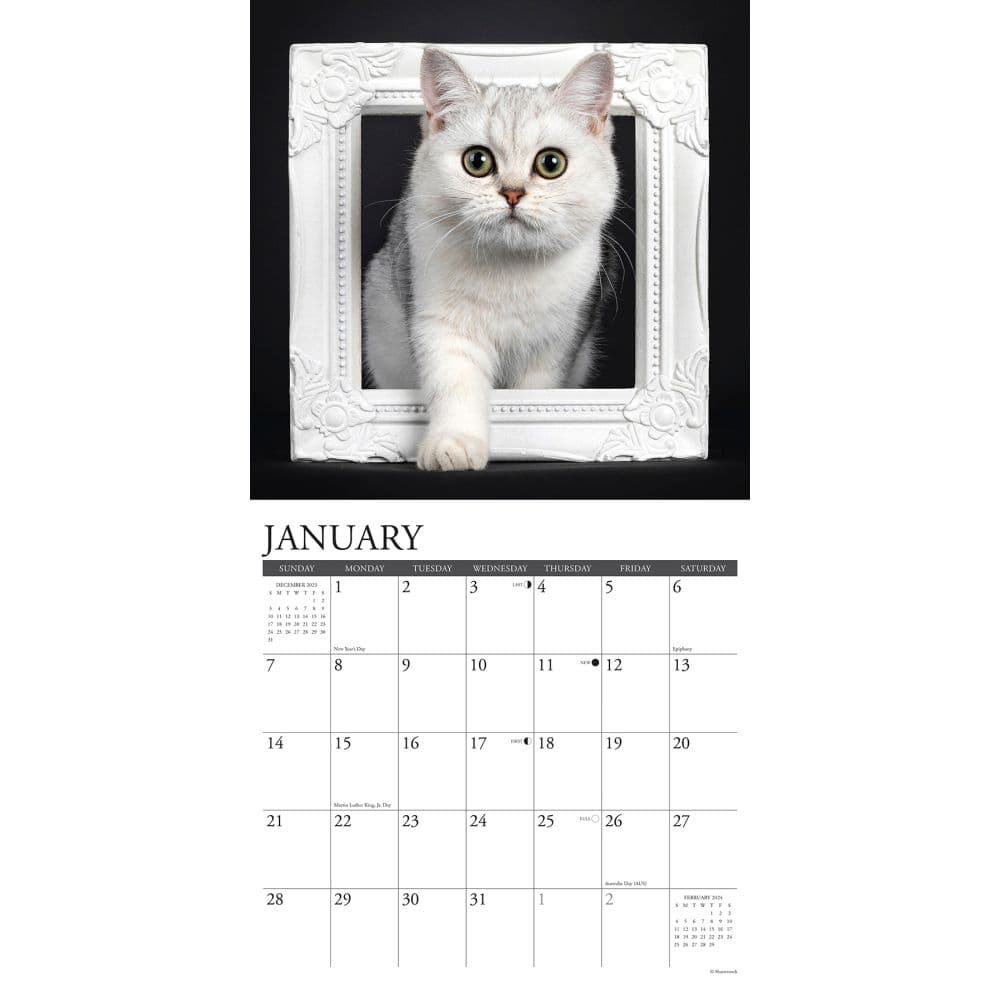 British Shorthair Cats 2024 Wall Calendar Interior Image width=&quot;1000&quot; height=&quot;1000&quot;