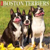 image Boston Terriers Just 2024 Wall Calendar Main Image width=&quot;1000&quot; height=&quot;1000&quot;