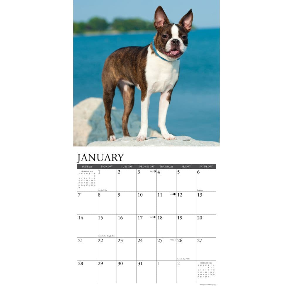 Boston Terriers Just 2024 Wall Calendar Interior Image width=&quot;1000&quot; height=&quot;1000&quot;