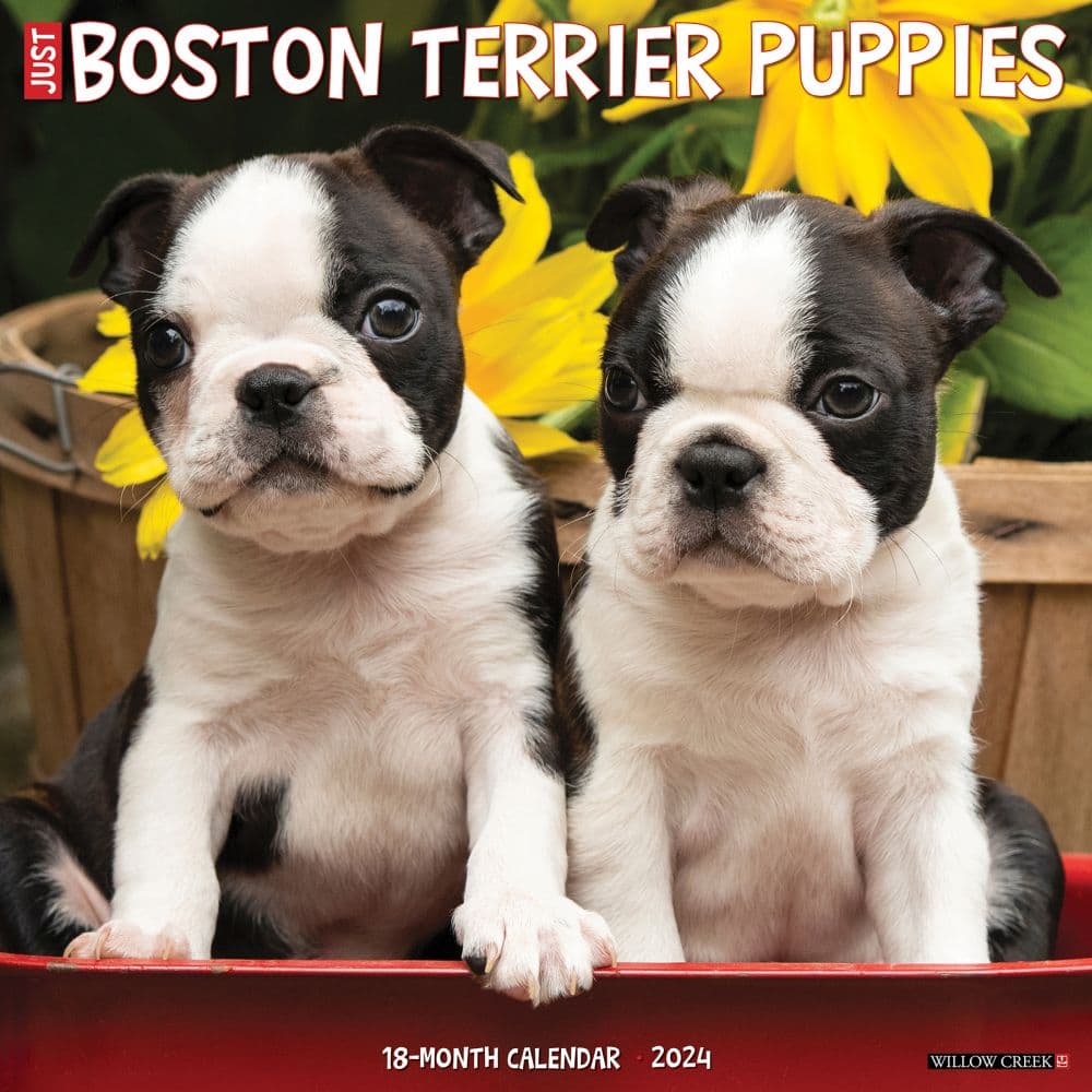 Boston Terrier Puppies Just 2024 Wall Calendar Main Image width=&quot;1000&quot; height=&quot;1000&quot;