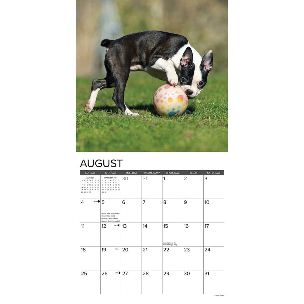 Boston Terrier Puppies Just 2024 Wall Calendar Interior Image width=&quot;1000&quot; height=&quot;1000&quot;