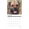 image Border Terriers 2024 Wall Calendar Interior Image width=&quot;1000&quot; height=&quot;1000&quot;