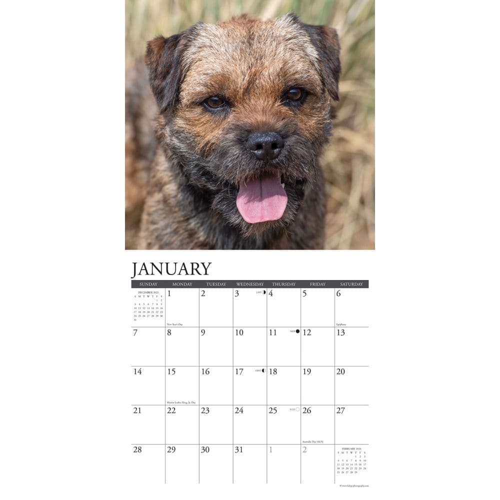 Border Terriers 2024 Wall Calendar Interior Image width=&quot;1000&quot; height=&quot;1000&quot;
