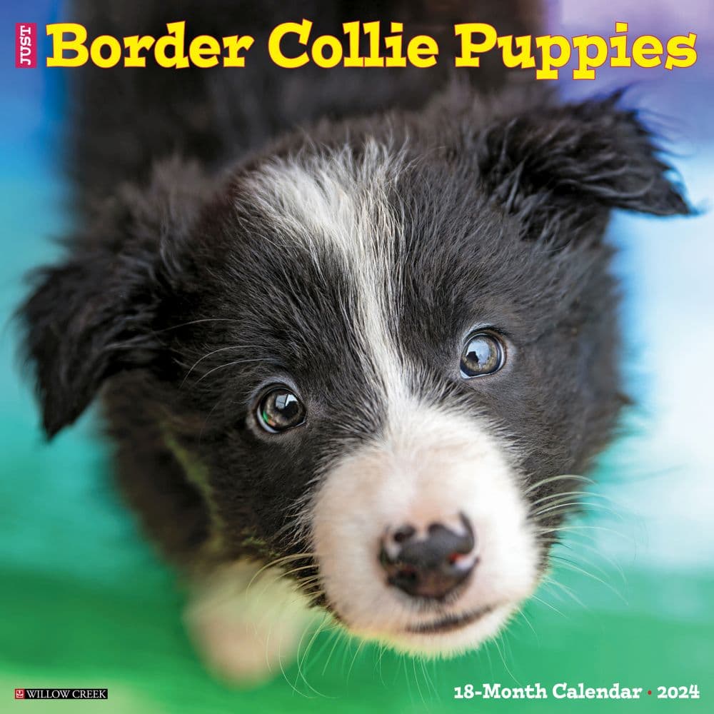 Just Border Collie Puppies 2024 Wall Calendar Calendars Com   202400003699 