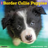 image Just Border Collie Puppies 2024 Wall Calendar Main Image width=&quot;1000&quot; height=&quot;1000&quot;
