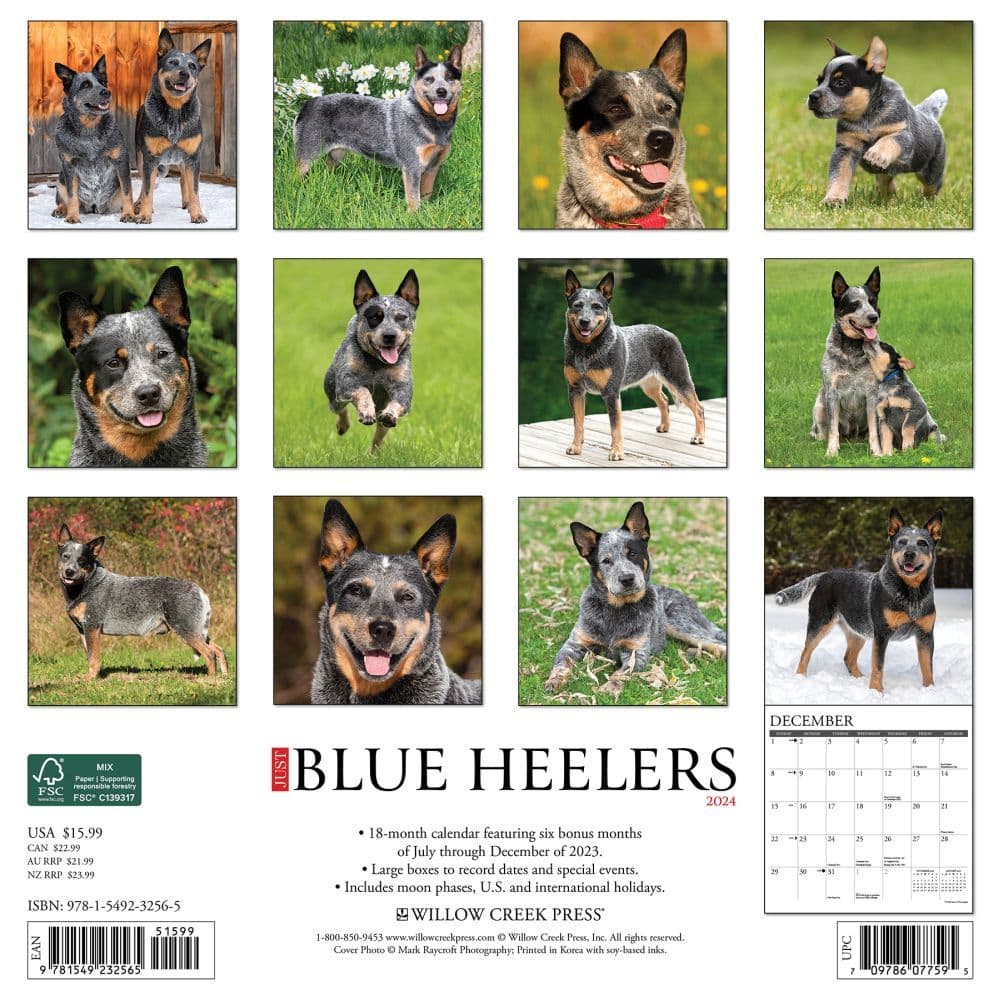 Blue Heelers 2024 Wall Calendar