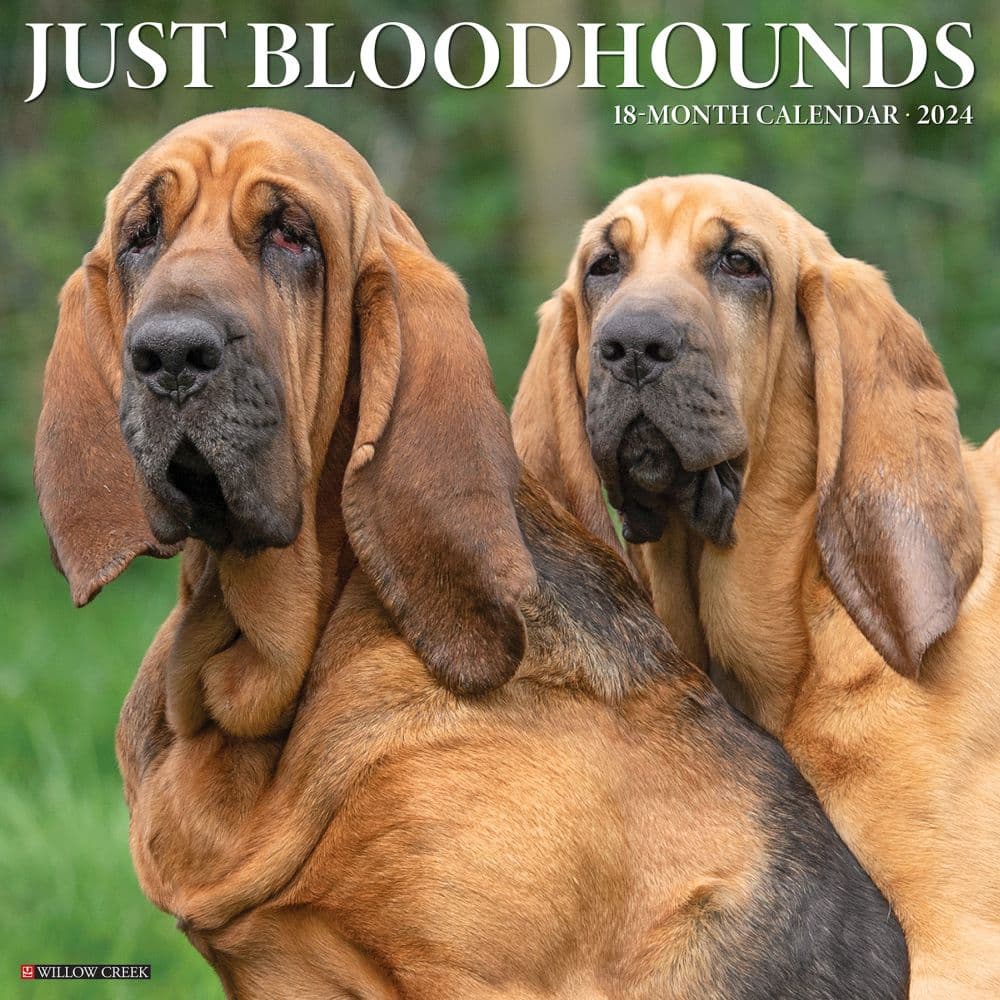 Bloodhounds 2024 Wall Calendar Main Image width=&quot;1000&quot; height=&quot;1000&quot;