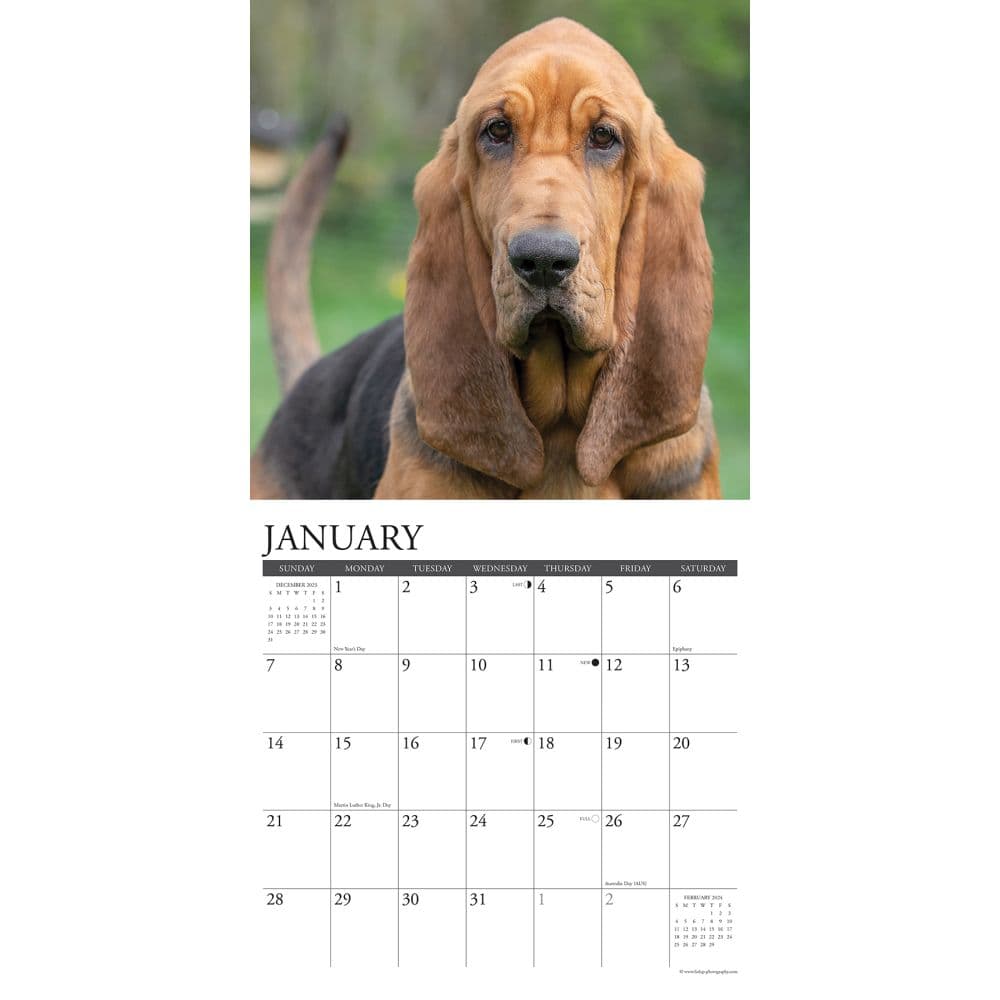 Bloodhounds 2024 Wall Calendar Interior Image width=&quot;1000&quot; height=&quot;1000&quot;