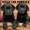 image Just Lab Black Puppies 2024 Wall Calendar Main Image width=&quot;1000&quot; height=&quot;1000&quot;