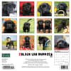 image Just Lab Black Puppies 2024 Wall Calendar Back of Calendar width=&quot;1000&quot; height=&quot;1000&quot;