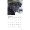 image Just Lab Black Puppies 2024 Wall Calendar Interior Image width=&quot;1000&quot; height=&quot;1000&quot;