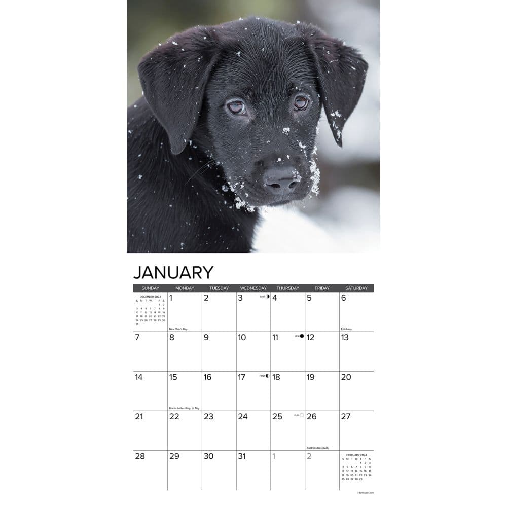 Just Lab Black Puppies 2024 Wall Calendar Interior Image width=&quot;1000&quot; height=&quot;1000&quot;