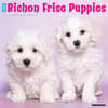 image Just Bichon Frises Puppies 2024 Wall Calendar Main Image width=&quot;1000&quot; height=&quot;1000&quot;