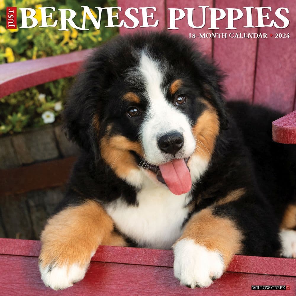 Just Bernese Mountain Puppies 2024 Wall Calendar Main Image width=&quot;1000&quot; height=&quot;1000&quot;