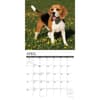 image Just Beagles 2024 Wall Calendar Interior Image width=&quot;1000&quot; height=&quot;1000&quot;