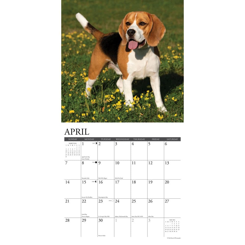 Just Beagles 2024 Wall Calendar Interior Image width=&quot;1000&quot; height=&quot;1000&quot;