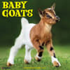 image Baby Goats 2024 Wall Calendar Main Image width=&quot;1000&quot; height=&quot;1000&quot;