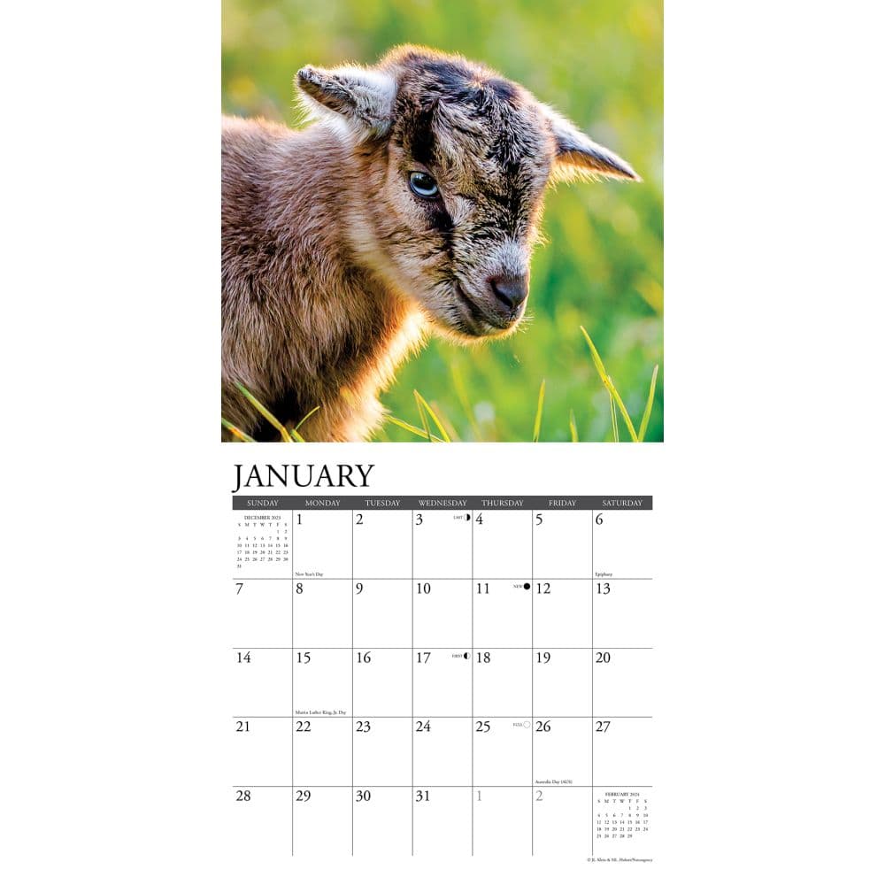 Baby Goats 2024 Wall Calendar Interior Image width=&quot;1000&quot; height=&quot;1000&quot;