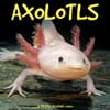 image Axolotls 2024 Wall Calendar Main Image width=&quot;1000&quot; height=&quot;1000&quot;