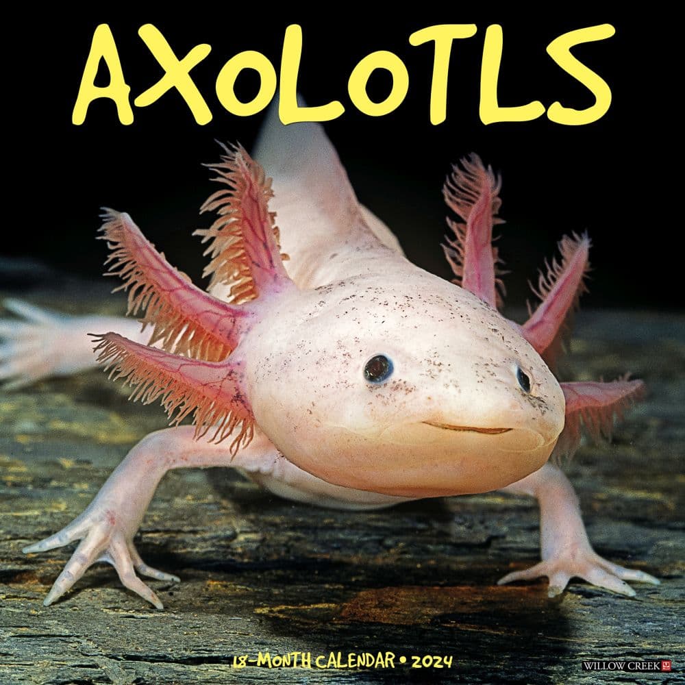 Axolotls 2024 Wall Calendar Main Image width=&quot;1000&quot; height=&quot;1000&quot;