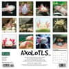 image Axolotls 2024 Wall Calendar Back of Calendar width=&quot;1000&quot; height=&quot;1000&quot;